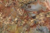 Polished, Petrified Wood (Araucarioxylon) - Arizona #229119-1